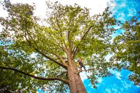 Best Arborist Consultation Services  in Claymont, DE