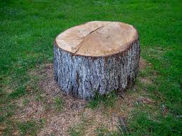Best Tree Trimming and Pruning  in Claymont, DE