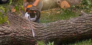 Best Seasonal Cleanup (Spring/Fall)  in Claymont, DE