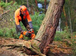 Best Utility Line Clearance  in Claymont, DE