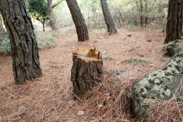 How Our Tree Care Process Works  in  Claymont, DE
