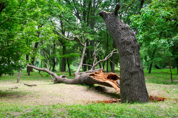 Best Emergency Tree Removal  in Claymont, DE