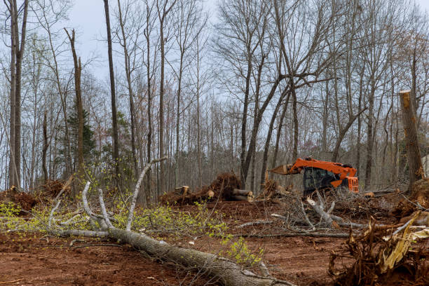Best Tree and Shrub Care  in Claymont, DE