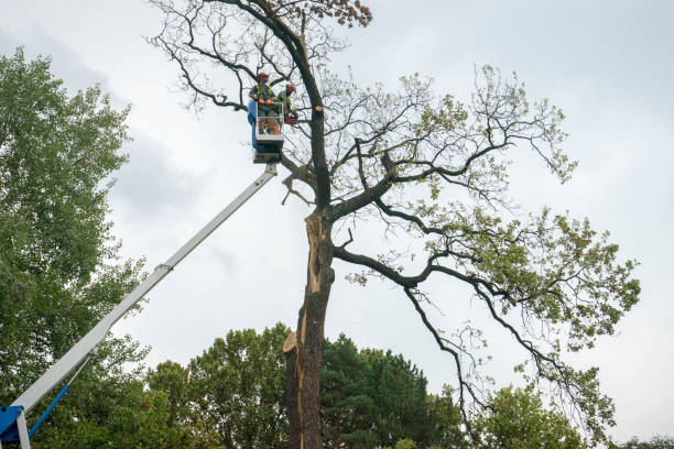Best Aeration Services  in Claymont, DE