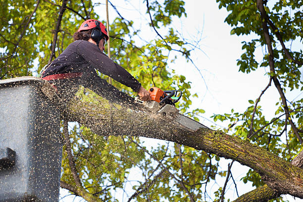 Professional Tree Care in Claymont, DE
