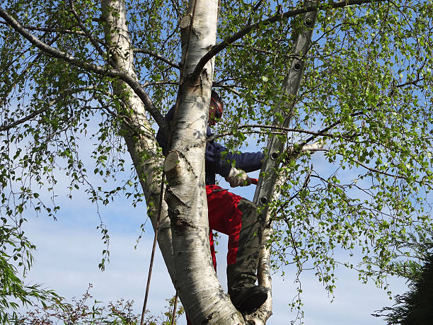 Best Pest Control for Lawns  in Claymont, DE