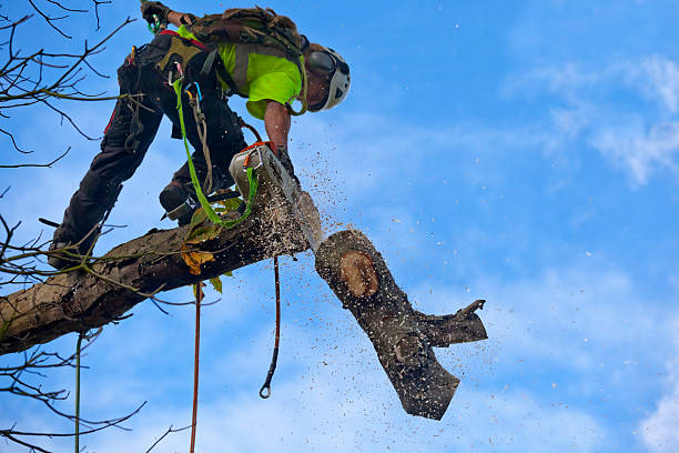 Best Root Management and Removal  in Claymont, DE